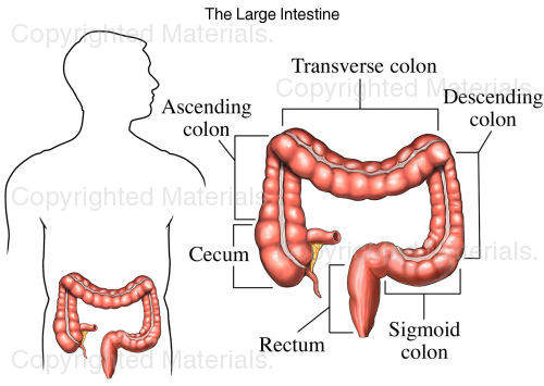 Colon Anatomy